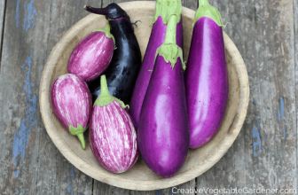 Creative Vegetable Gardener:17 Purple Vegetables You Need to Grow in Your Garden