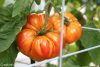 Creatieve moestuin: tomatenkooien gebruiken voor grotere oogsten
