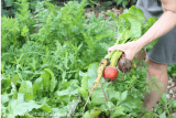 Creatieve moestuin: bouw de beste grond voor een moestuin