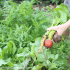 Creatieve moestuin: fantastische bloemen voor verhoogde bedden