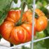 Creatieve moestuin: bouw de beste grond voor een moestuin